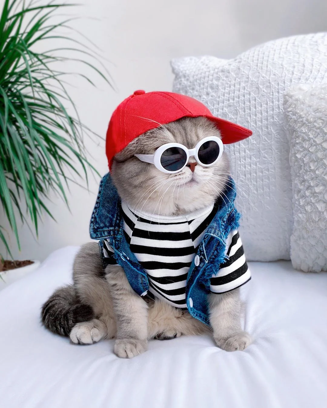 Gato-con-ropa-19